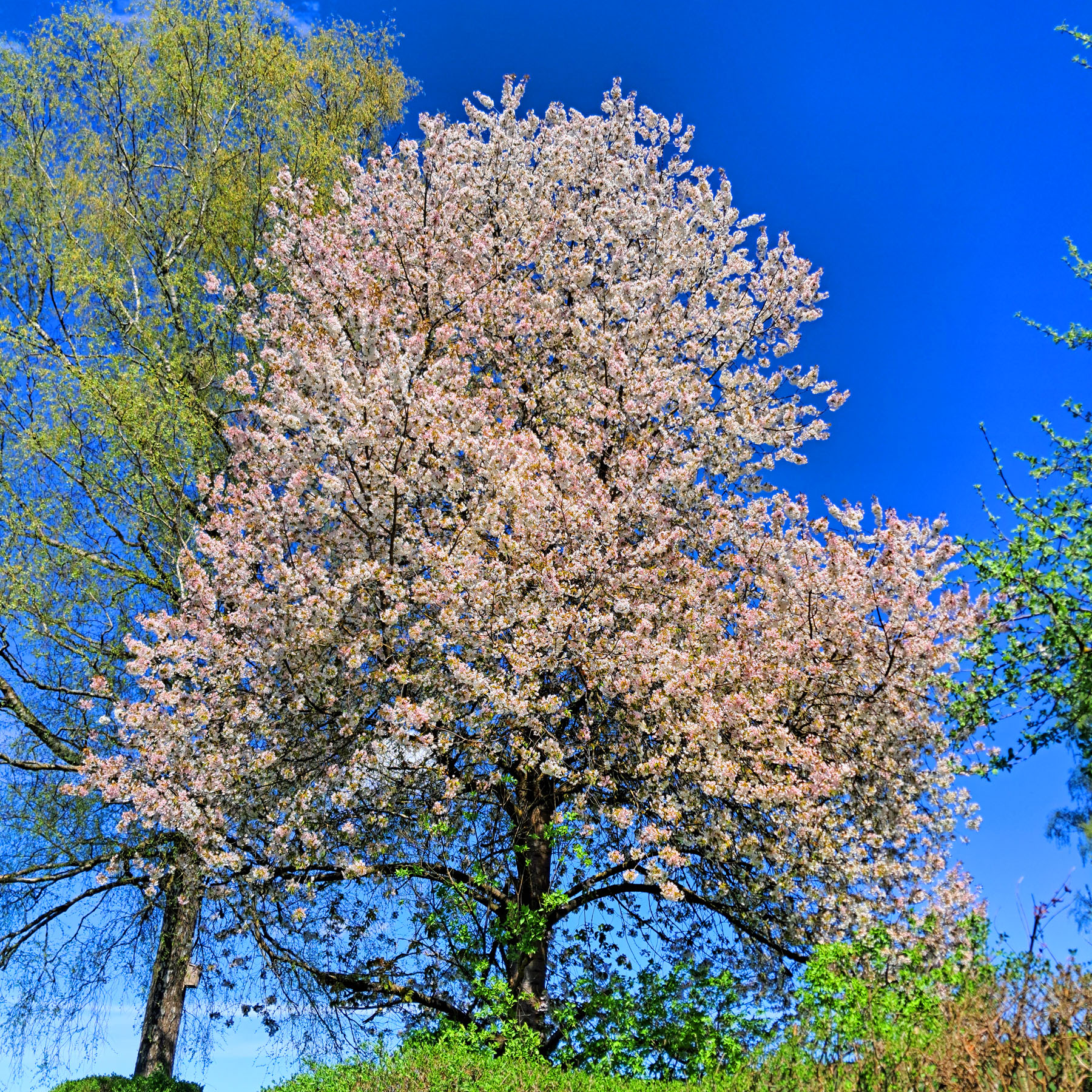 Blühender Obstbaum im Frühling