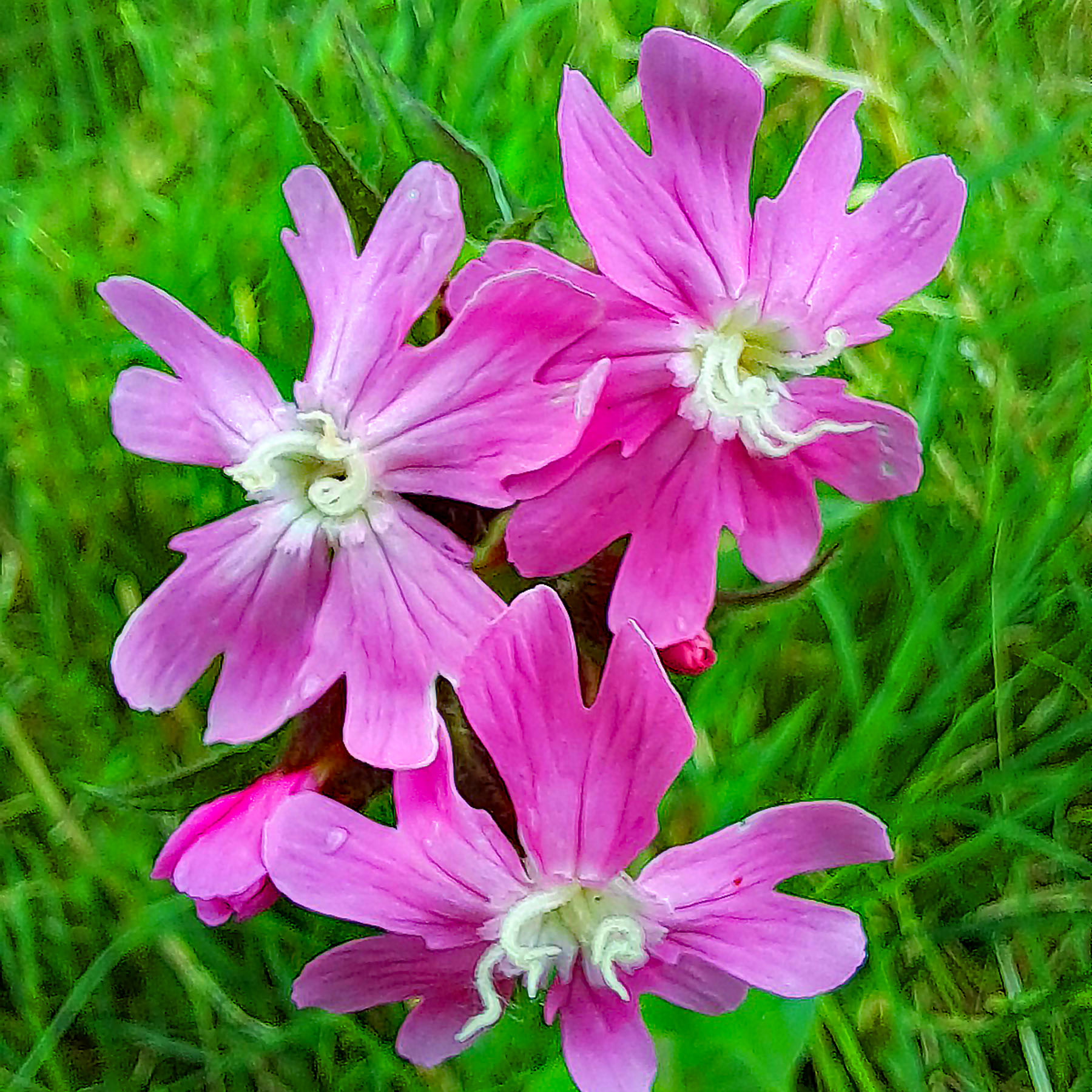 Rosa bis violette Blumen