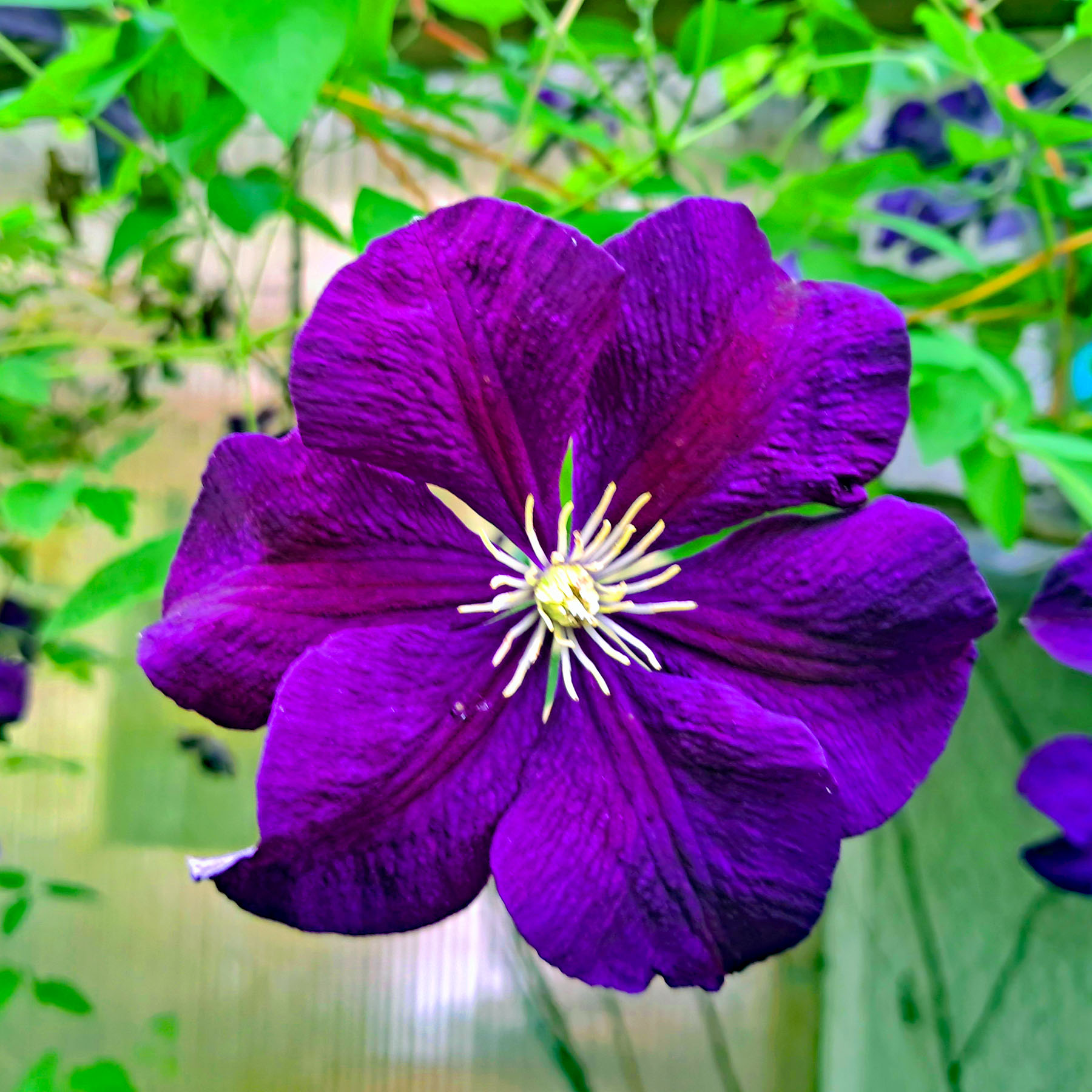 blau-violette Clematis