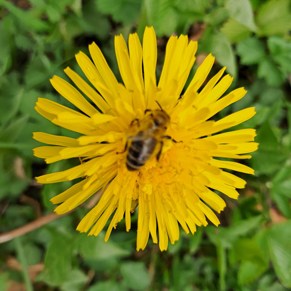 Löwenzahn mit Biene