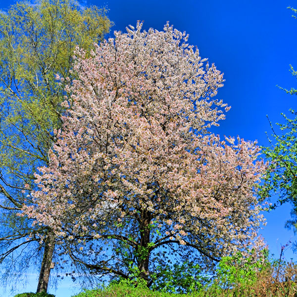 Blühender Obstbaum im Frühling