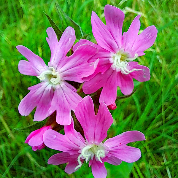 Rosa bis violette Blumen