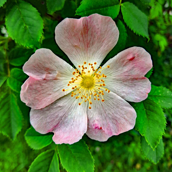 Clematis leicht rosa
