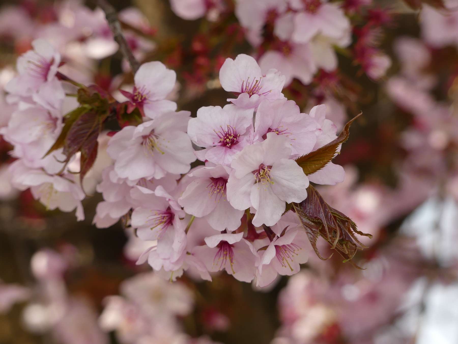 Zierkirschen-Blüten