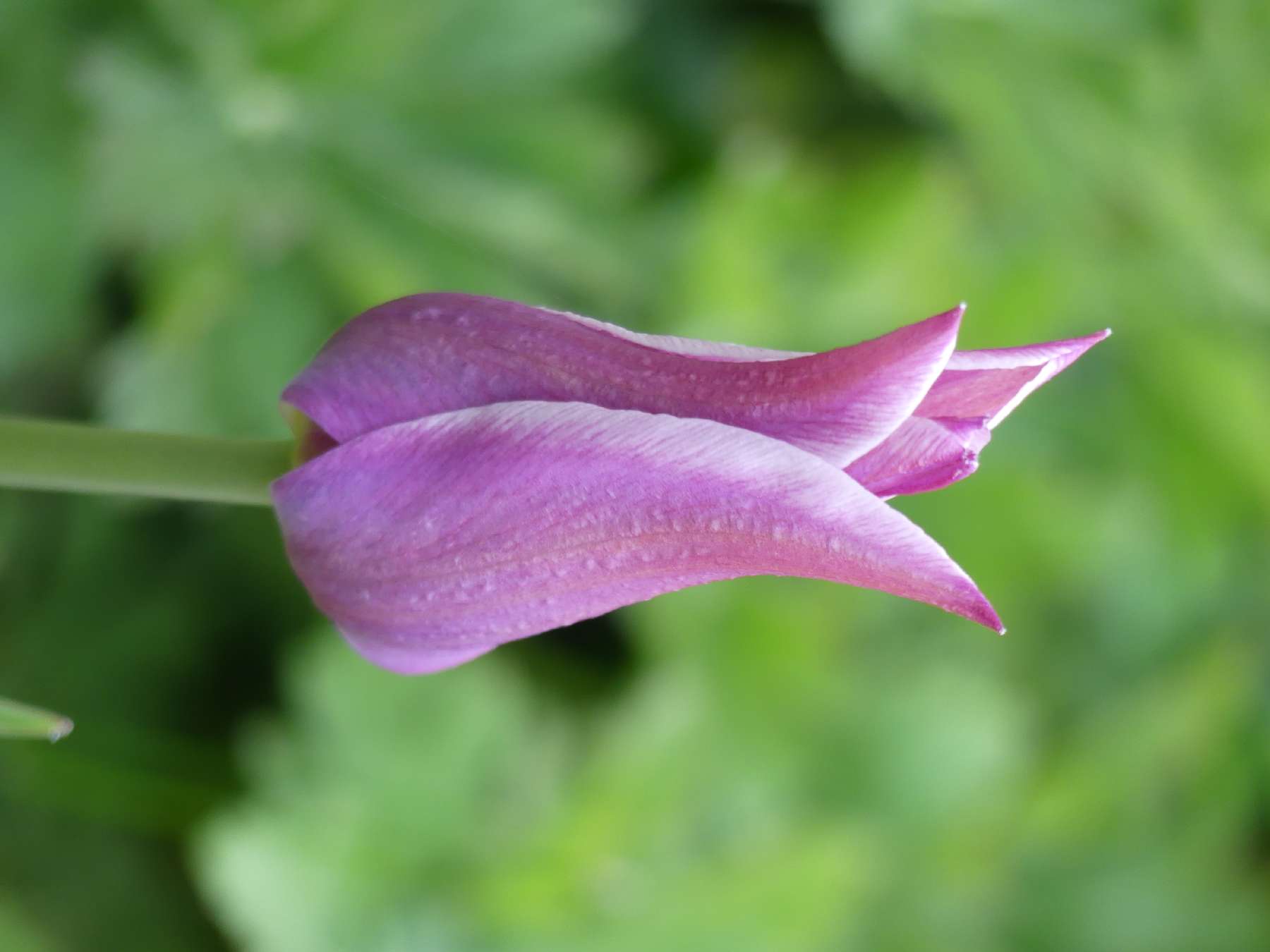 halboffene, violette Tulpe