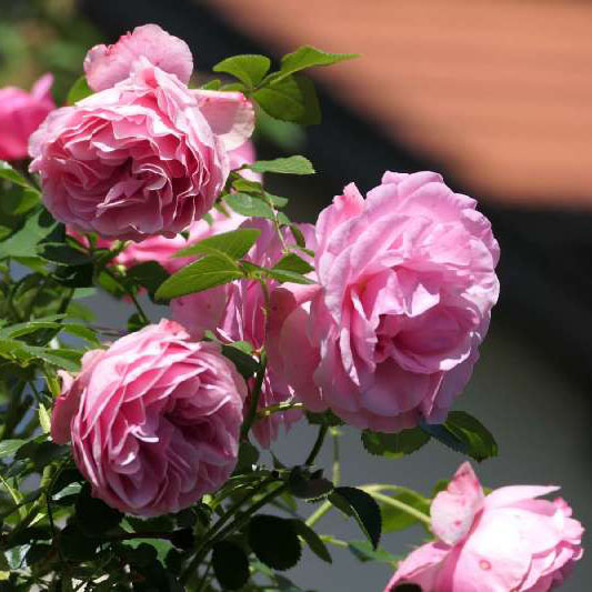 Rosen an einem Rosenstämmchen