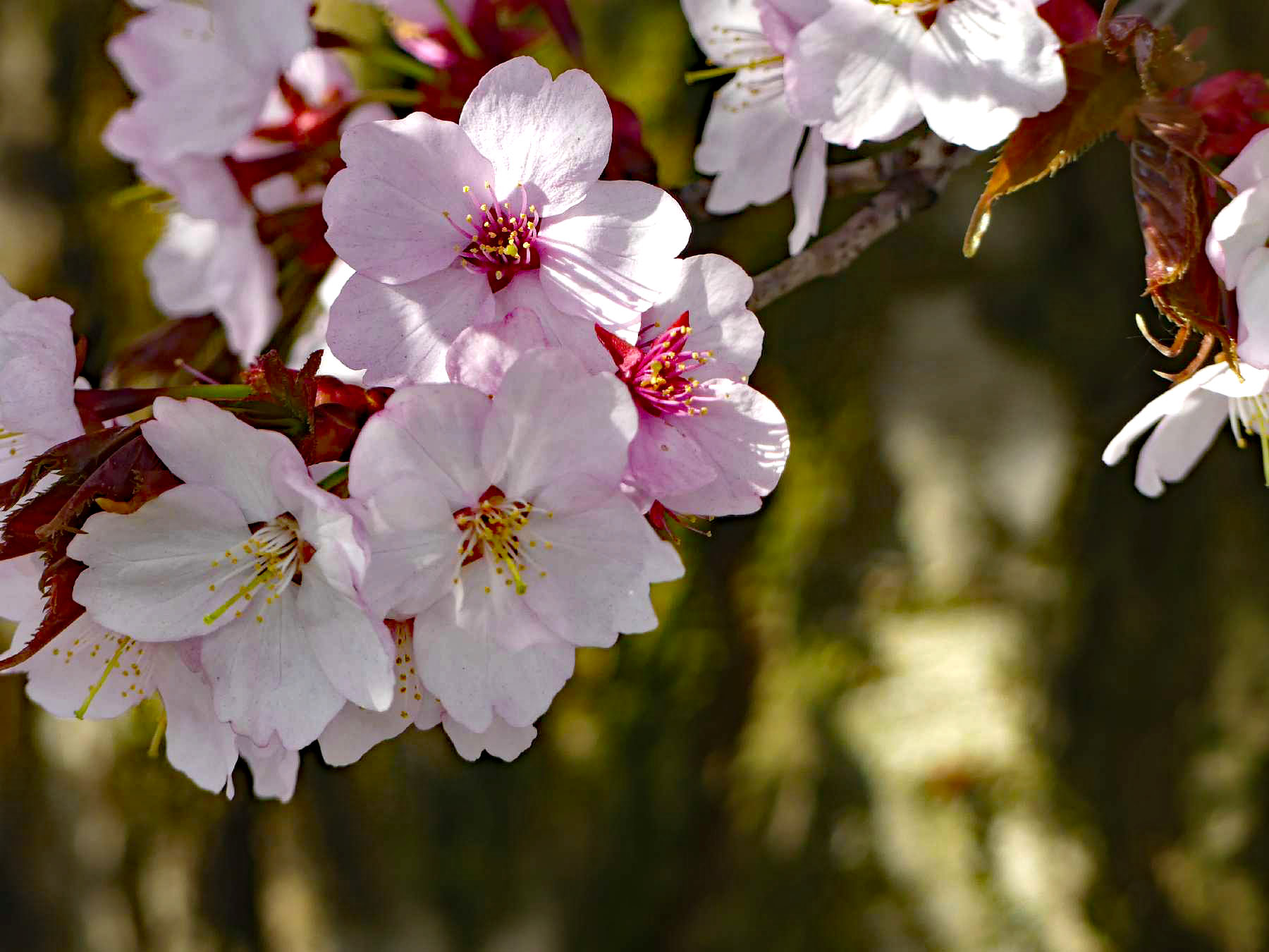 Zierkirschen-Blüten