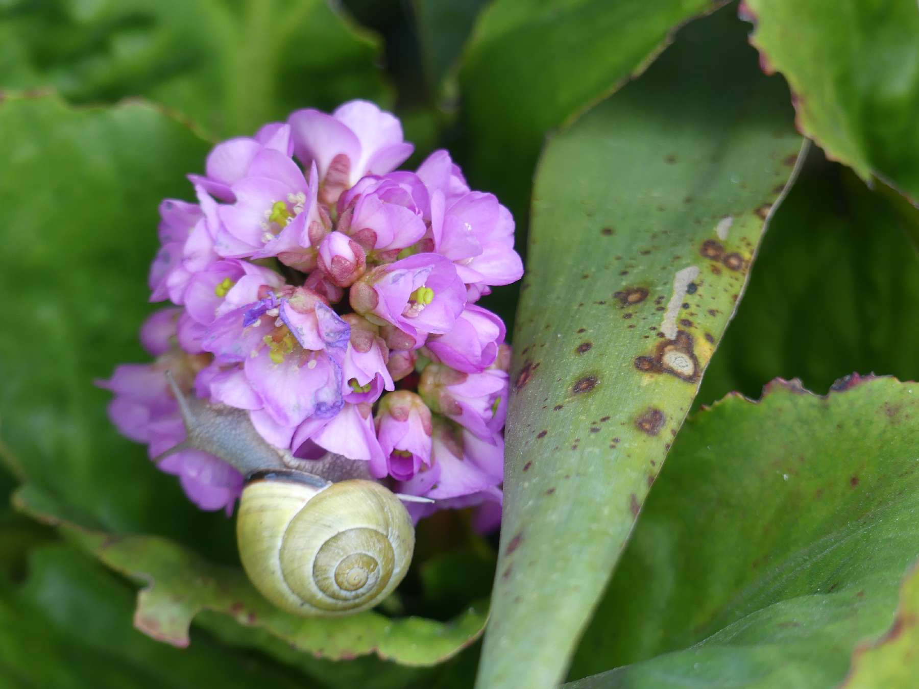 Unbekannte Blume im Garten