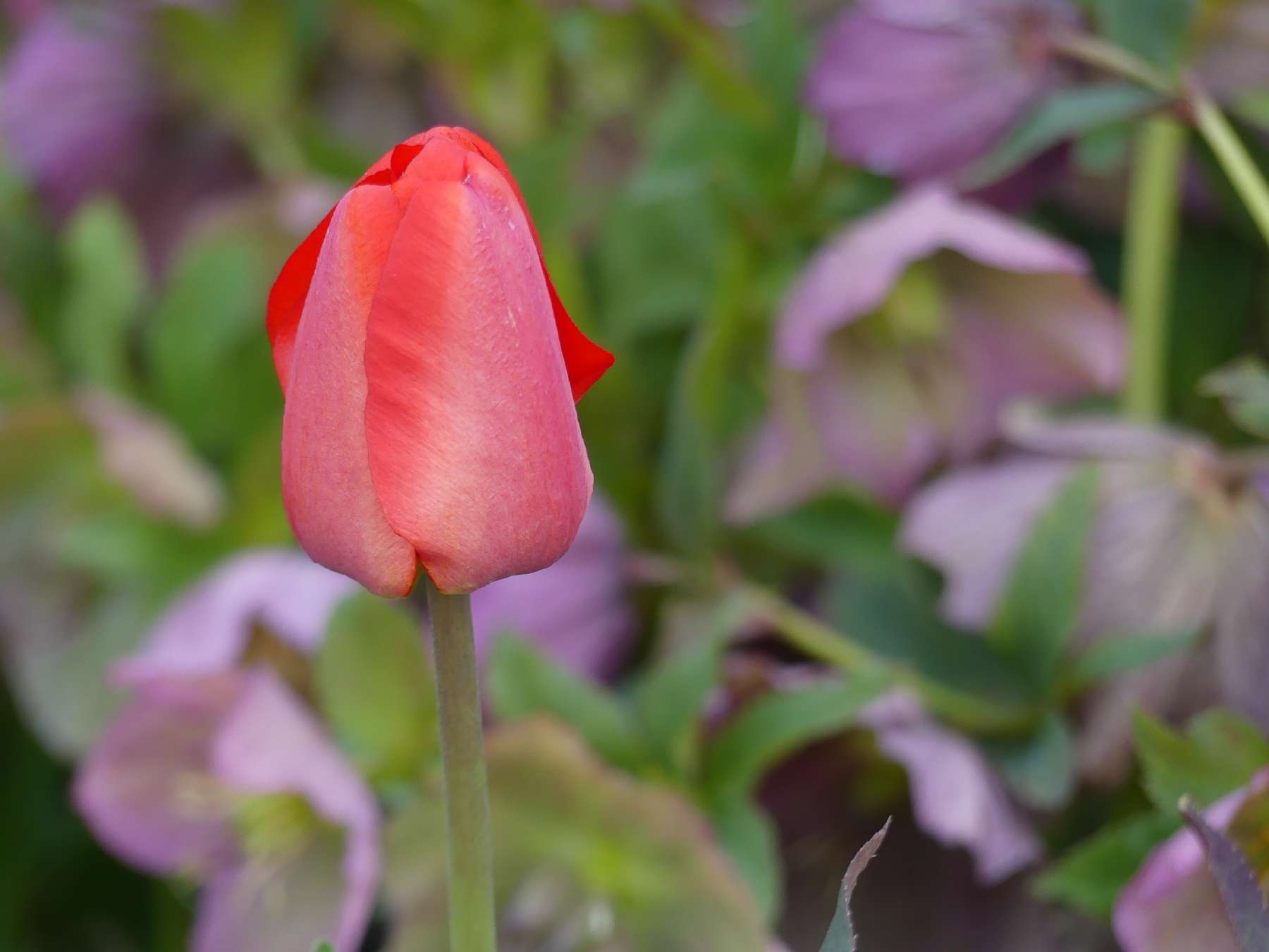 Rote Tulpe, halboffen