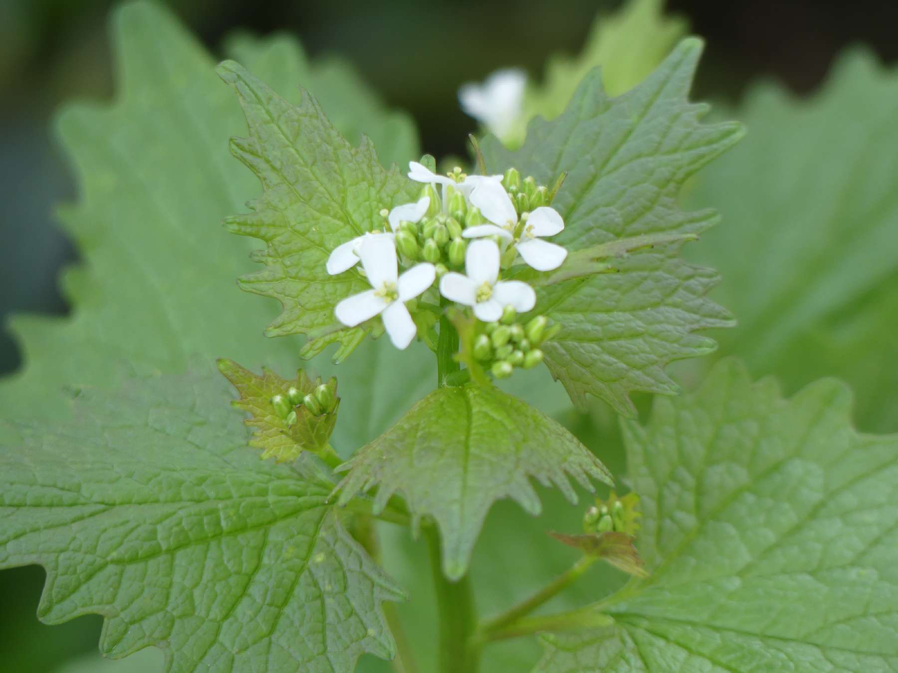 Unbekannte Blume im Garten
