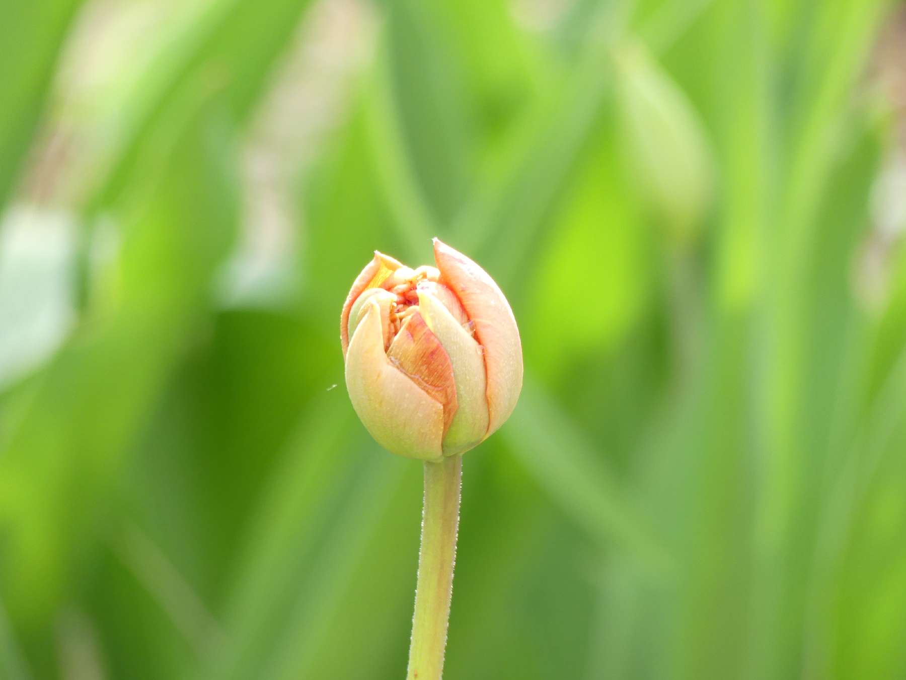 Knospe einer Wildtulpe