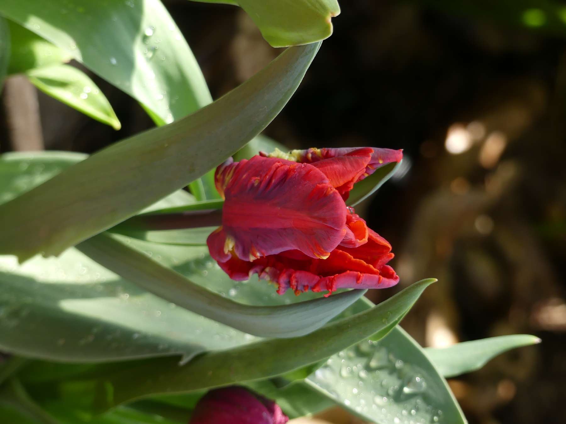 Geflammte rote Tulpe