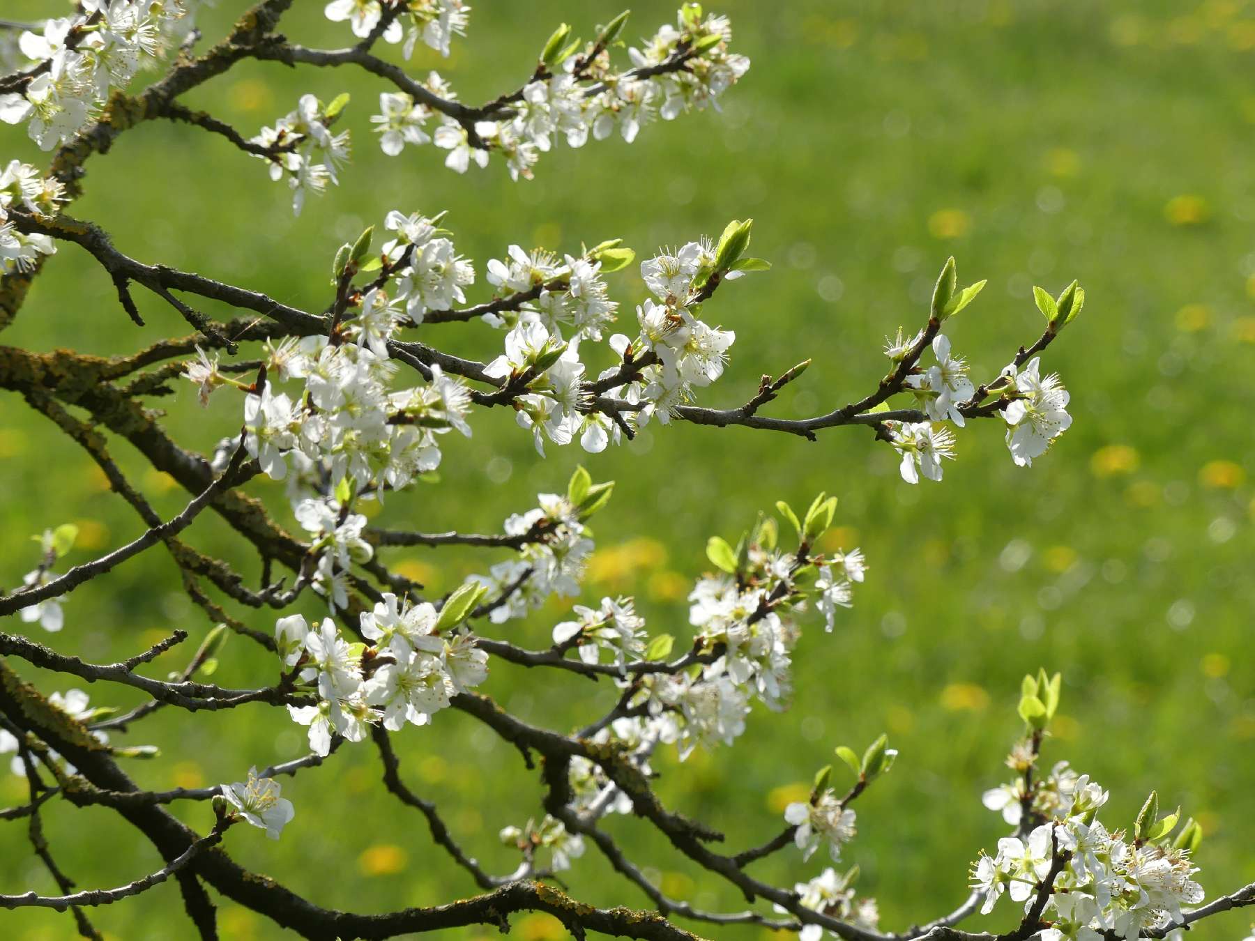 Kirschblüten
