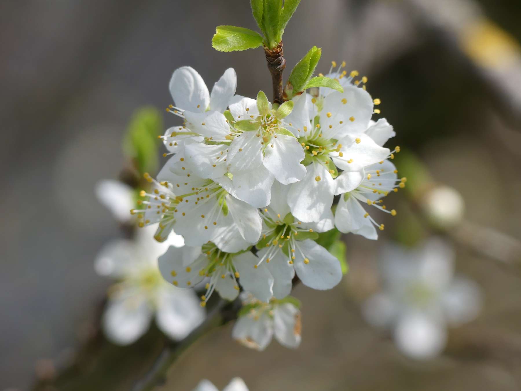 Kirschblüten