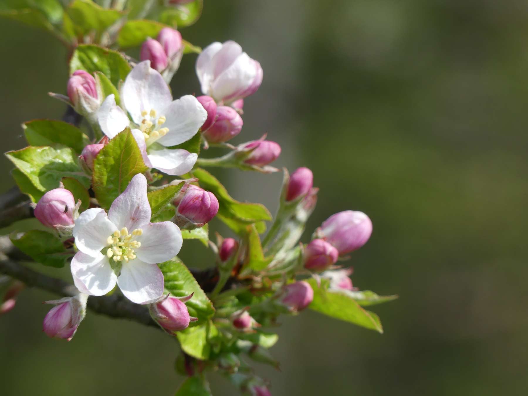 Apfelblüten