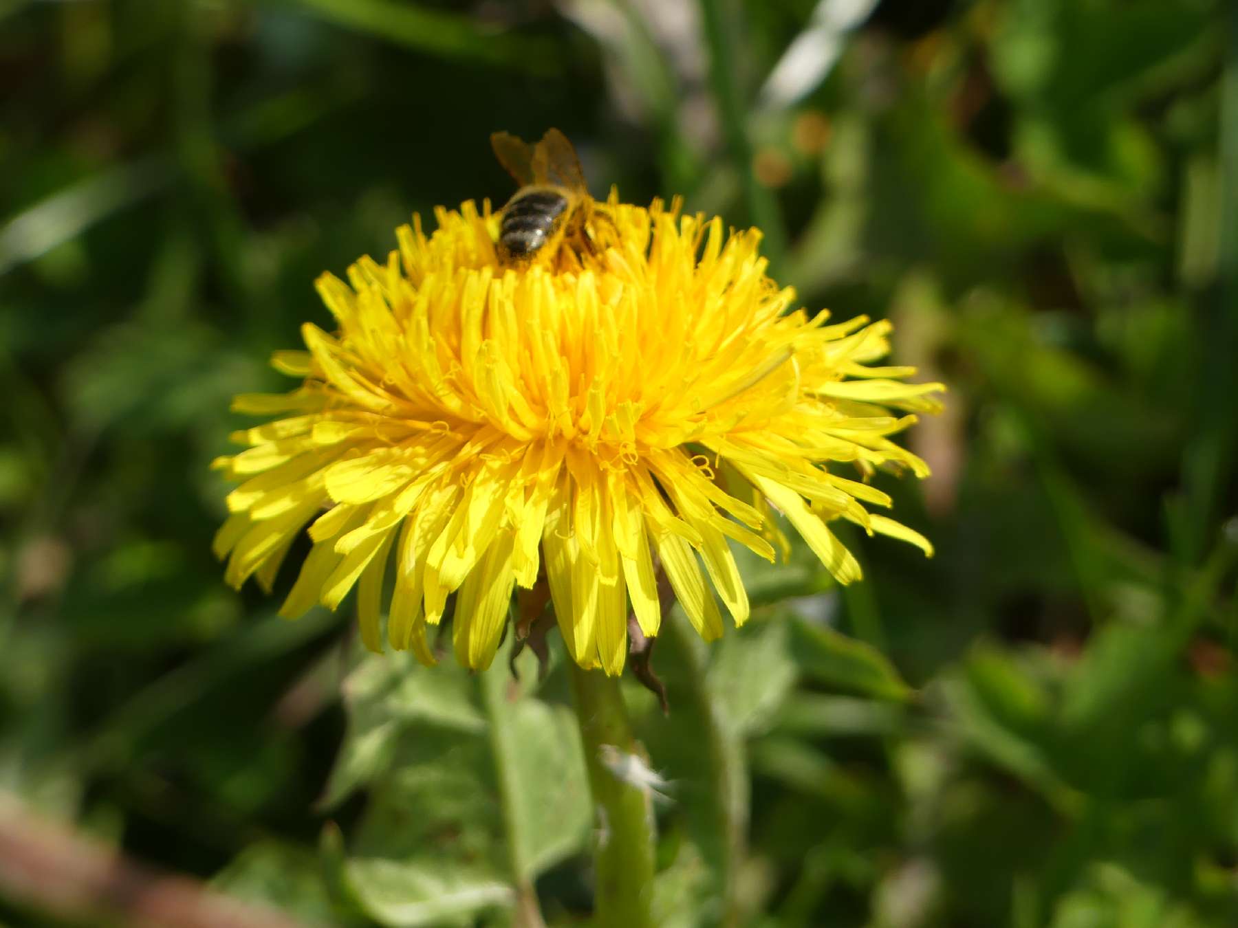 Löwenzahn mit Biene