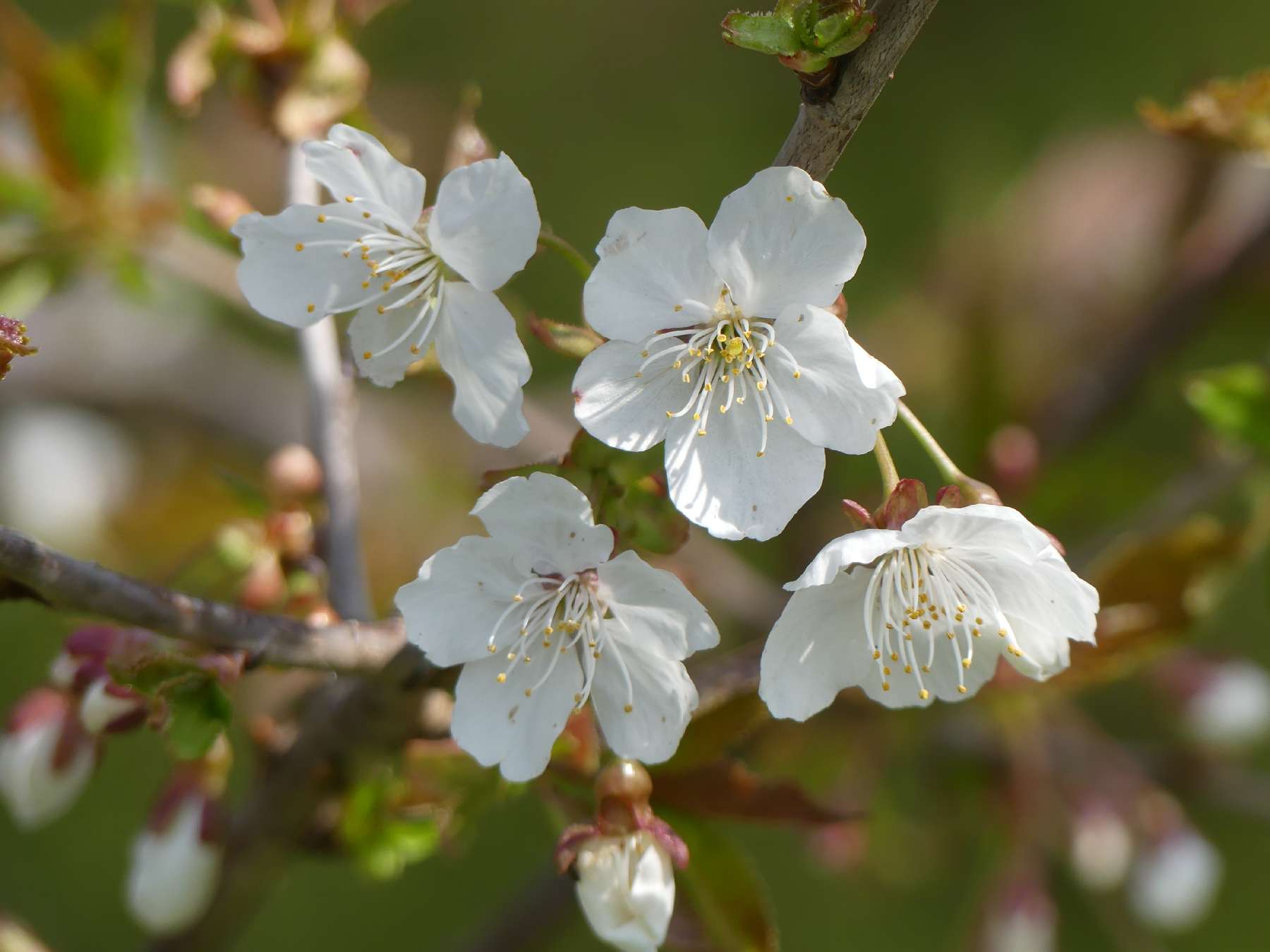 Zwetschgenblüten