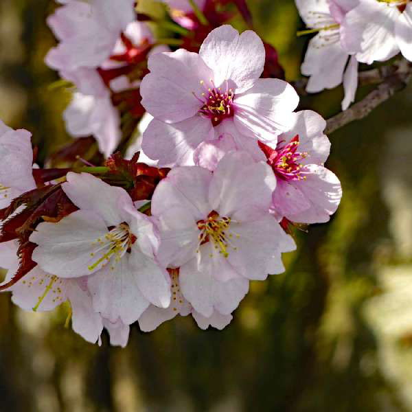 Zierkirschen-Blüten