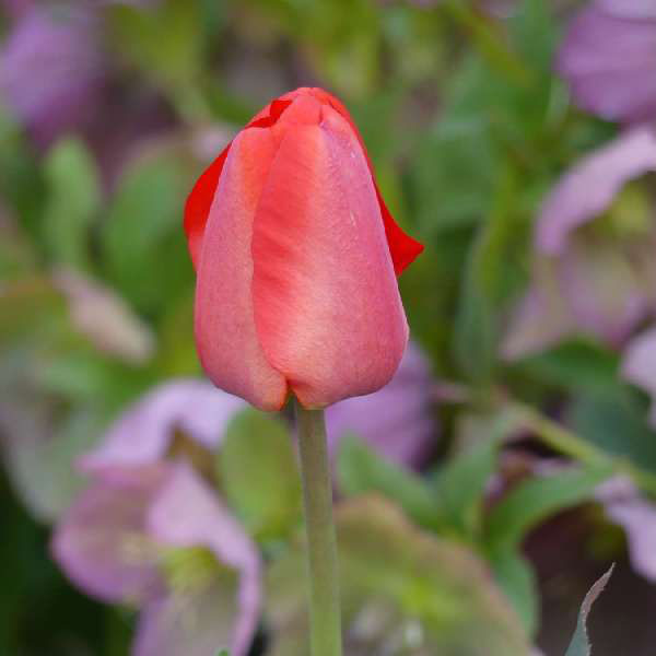 Rote Tulpe, halboffen