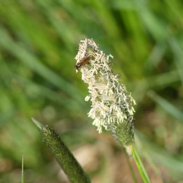 Wegerich-Blüte mit Insekt