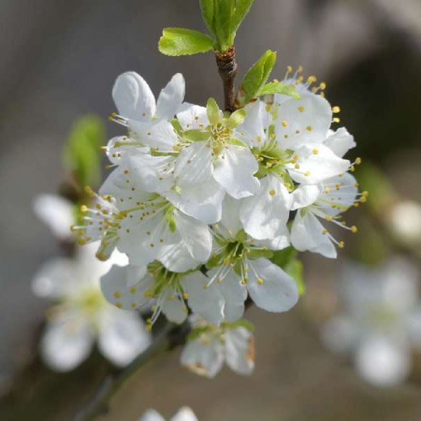 Kirschblüten