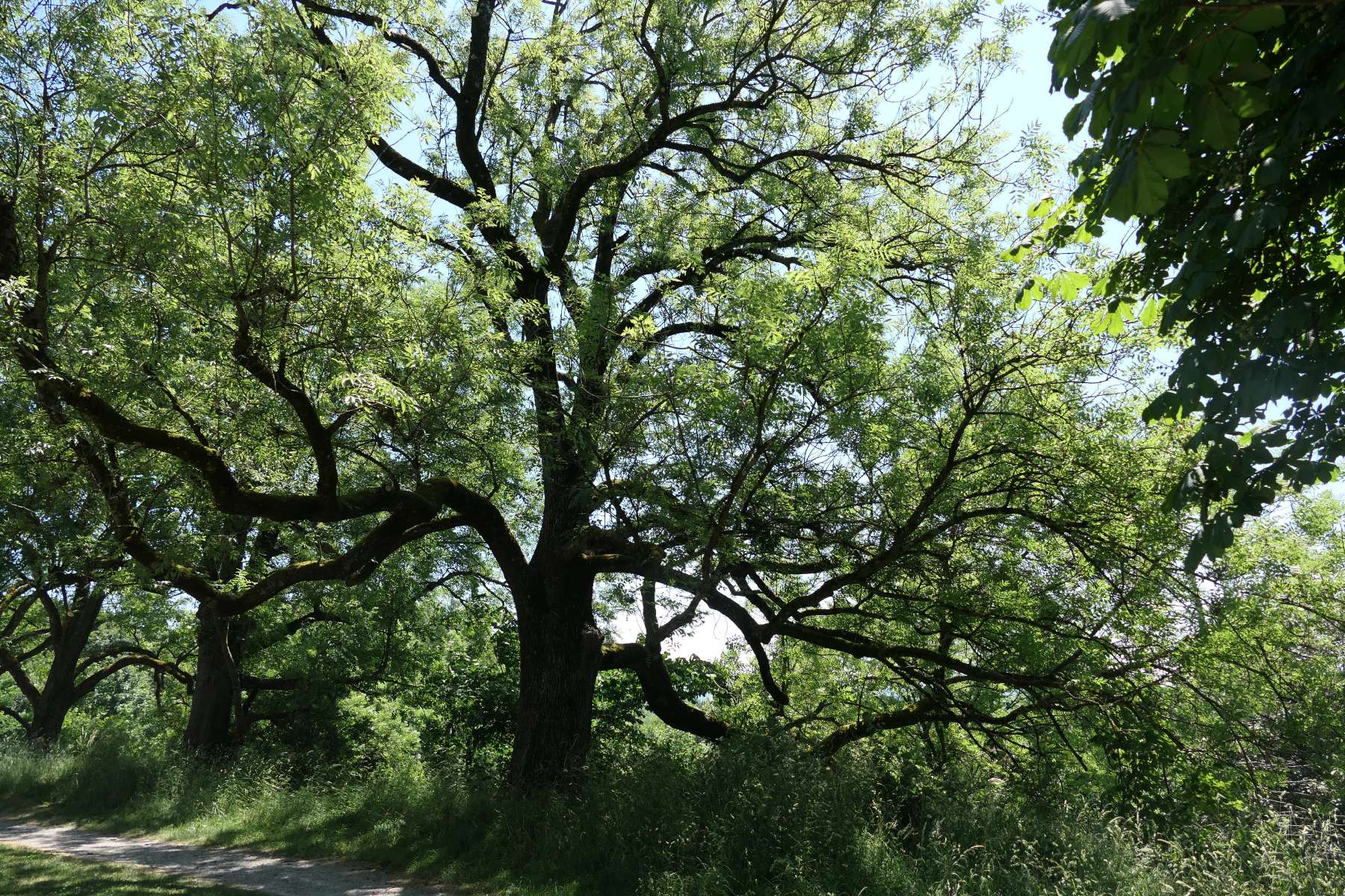 Schöner Baum im Park