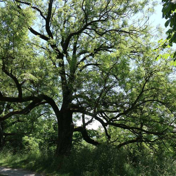 Schöner Baum im Park