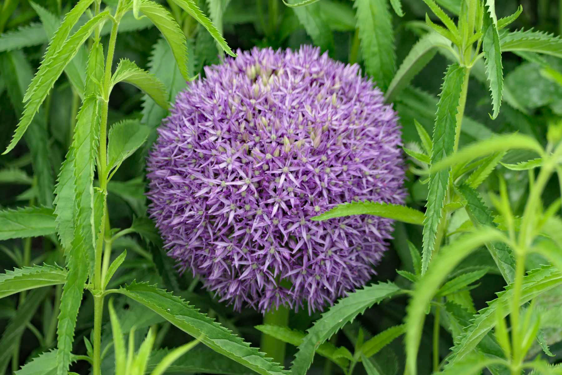 Kugelblüte einer Zwiebelpflanze