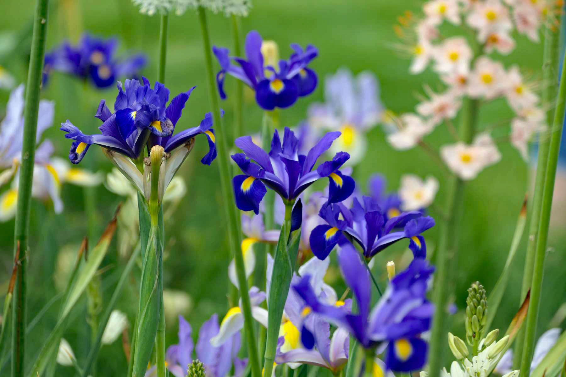 Blaue Lilien