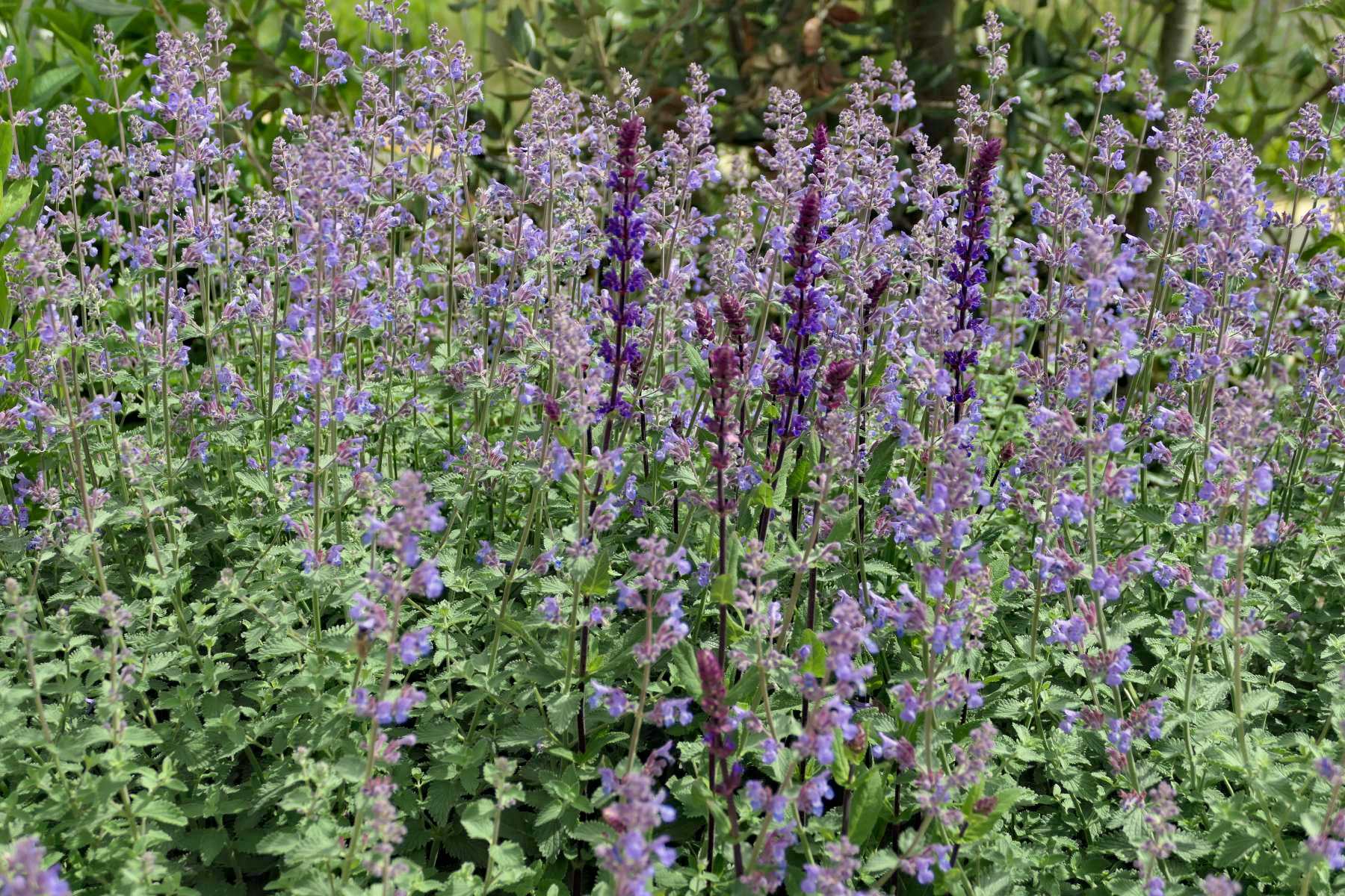 Blaue Wiesenblumen
