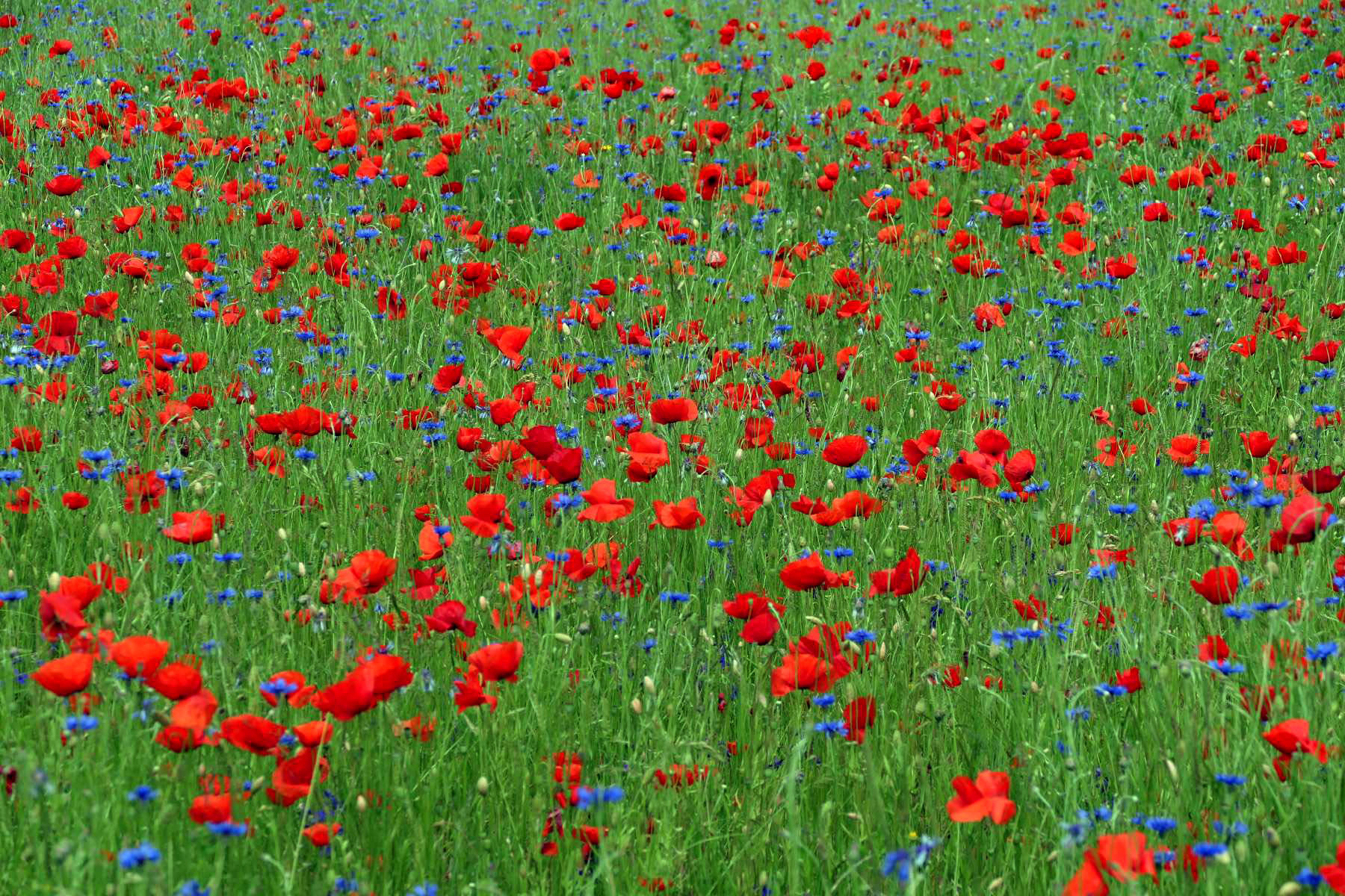 Mohn-Blumenwiese