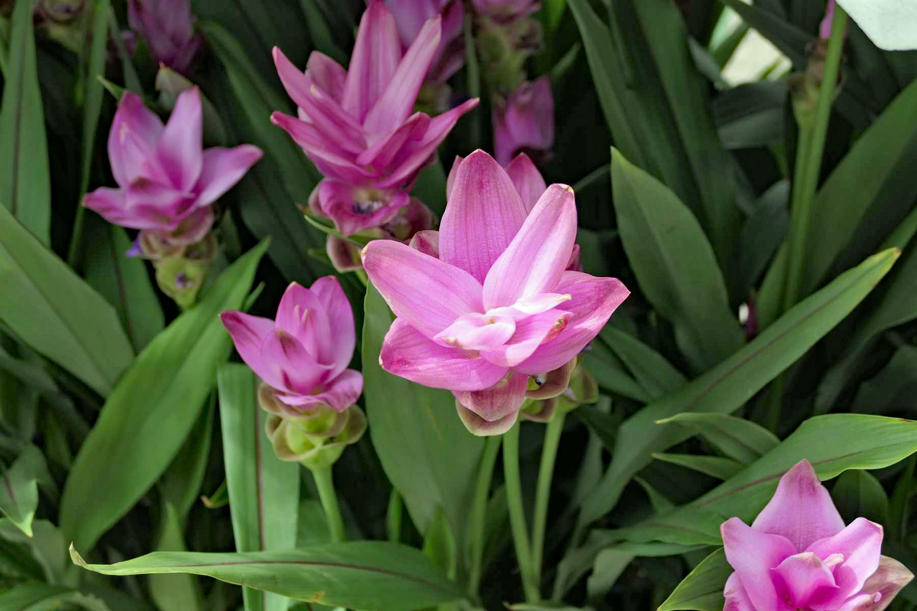 unbekannte Blume
