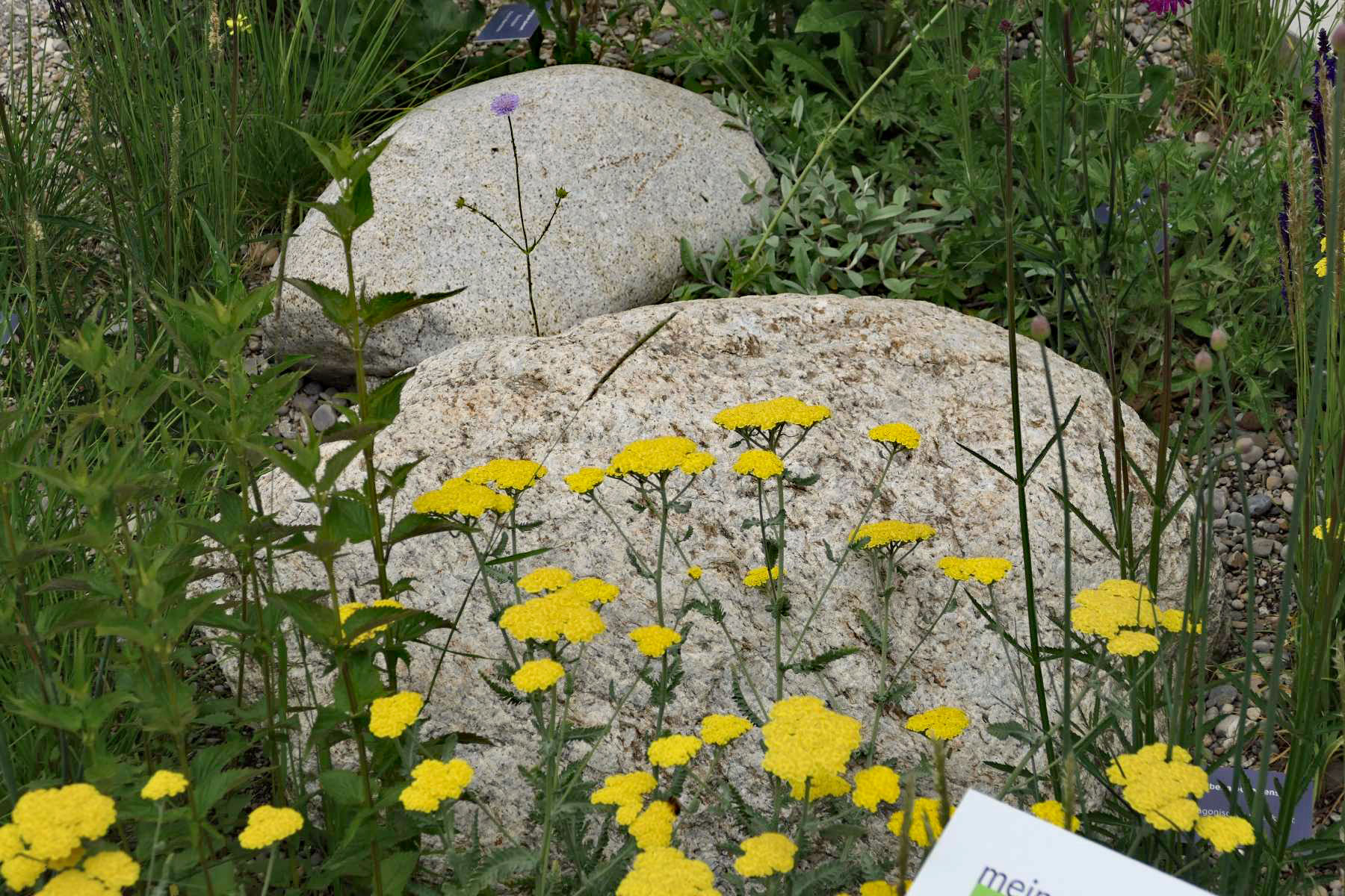 Steine in der Wiese