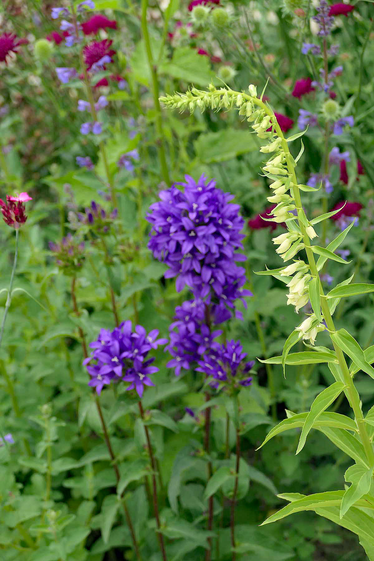 Gelbe und blaue Blumen