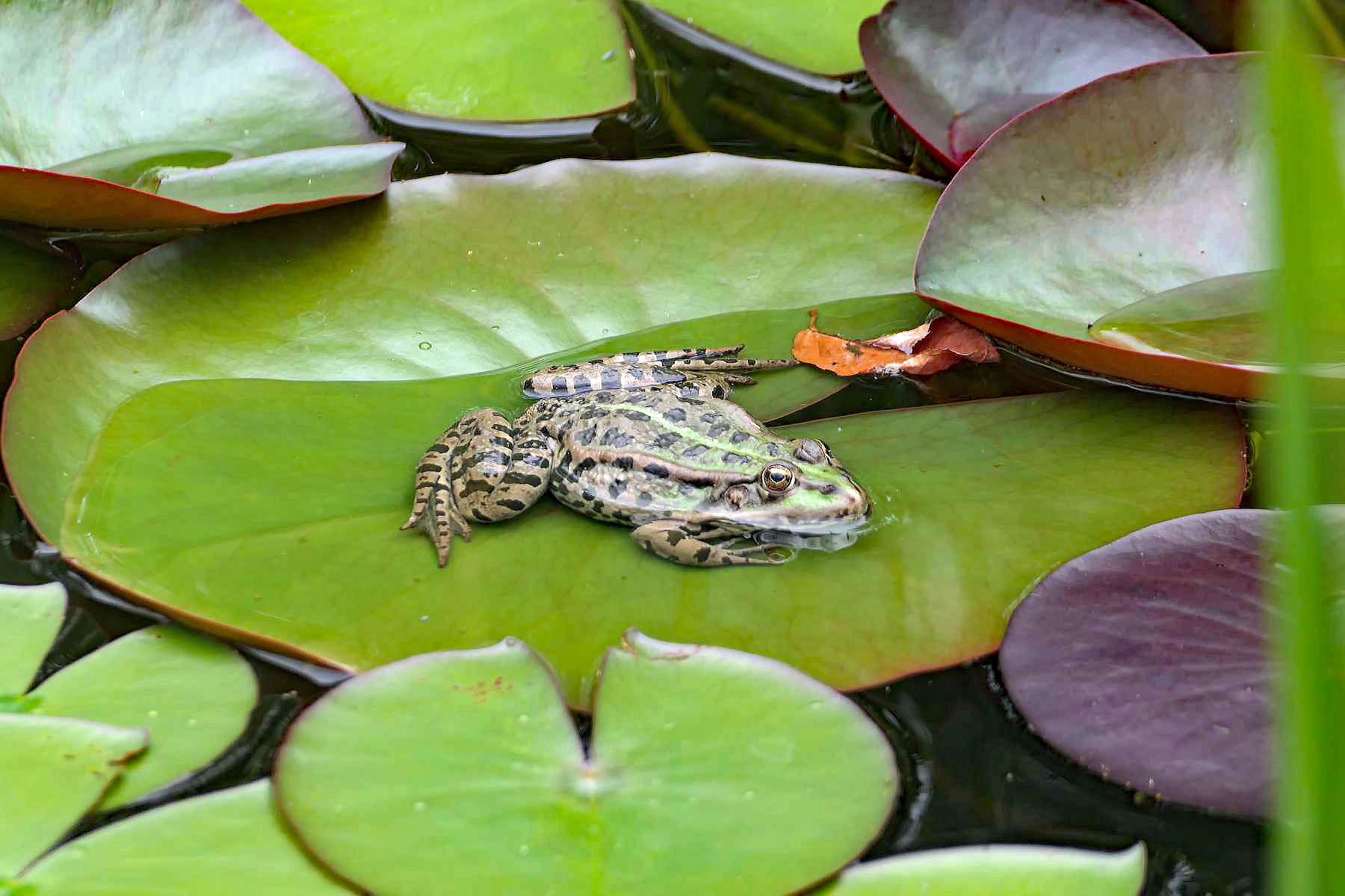 Frosch auf Teichrosenblatt