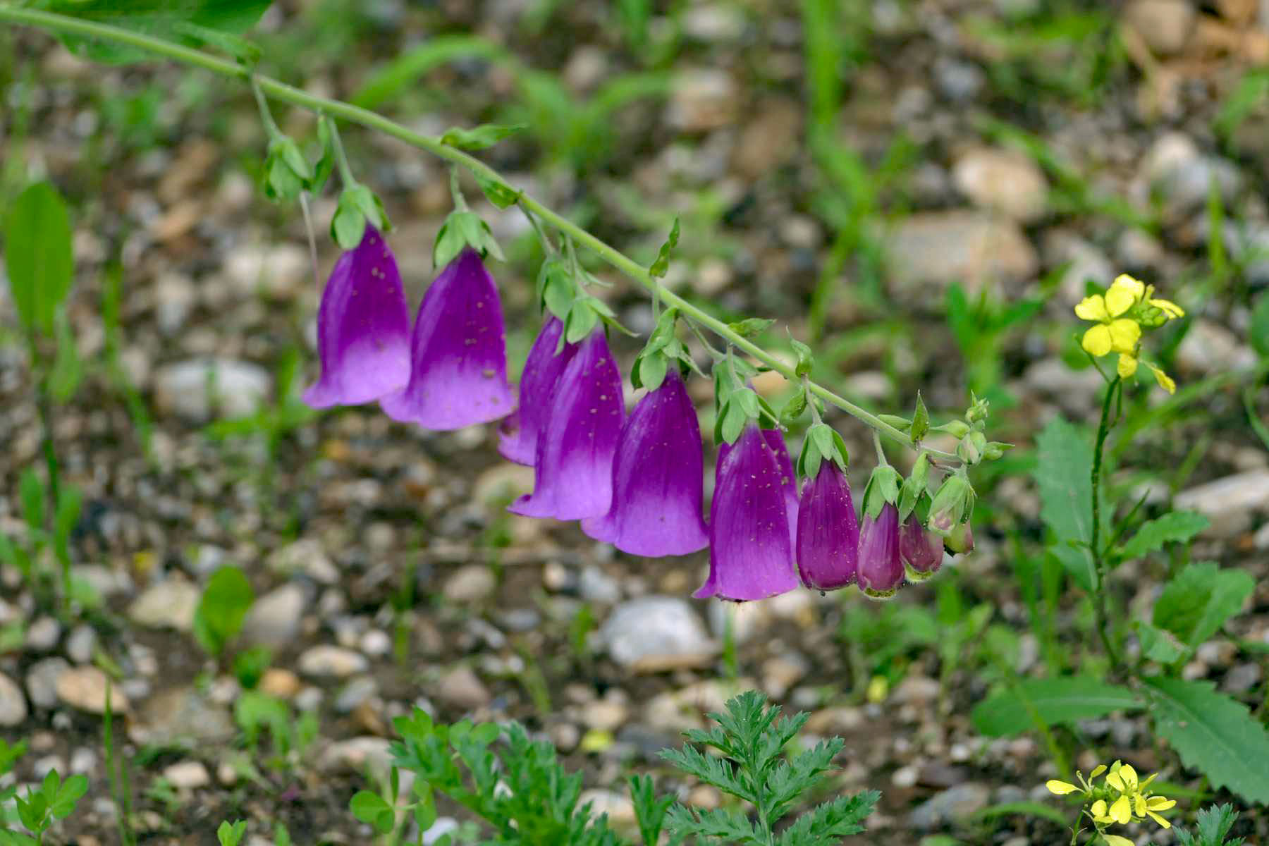 Digitalis / Fingerhut