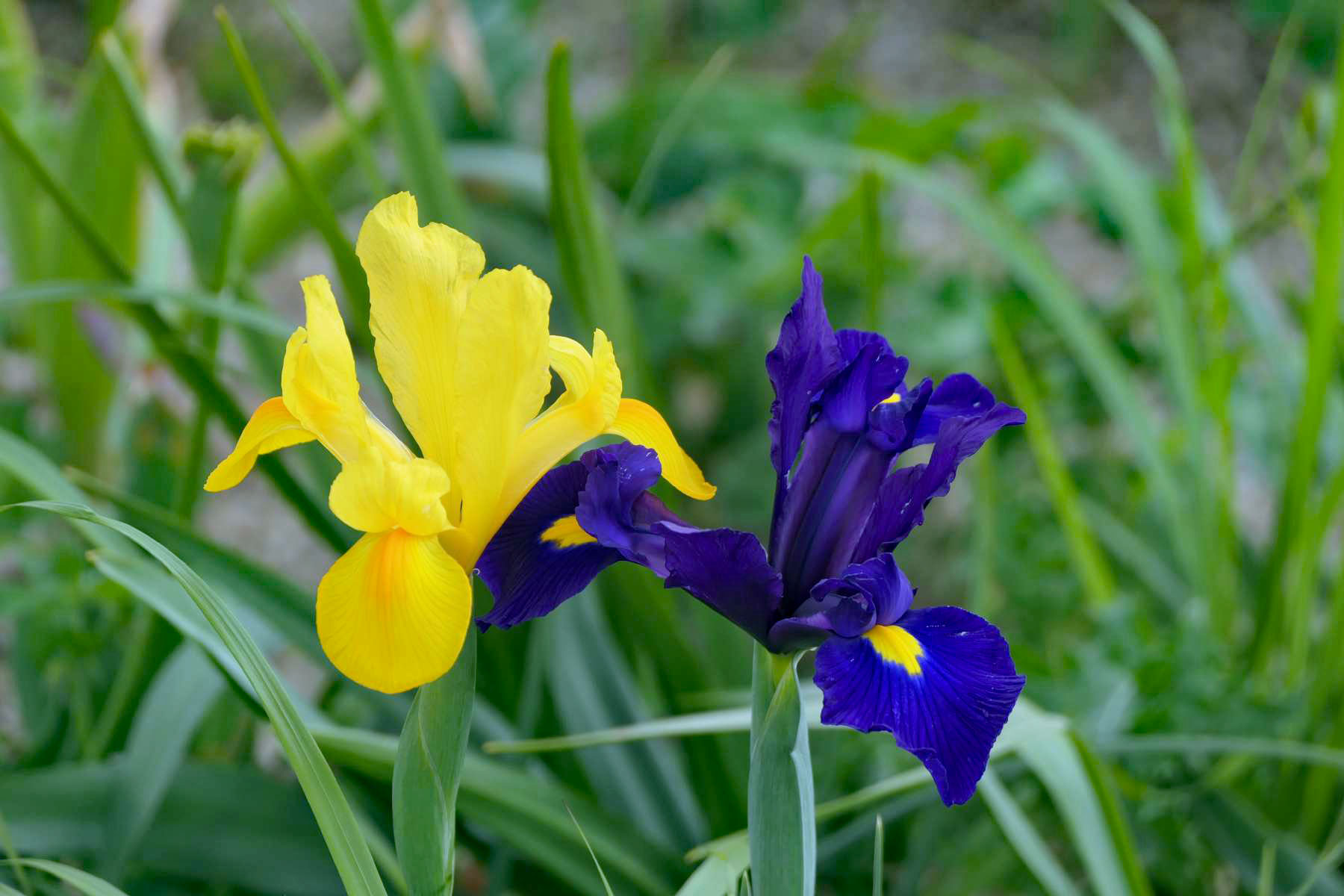 Blaue und gelbe Lilie