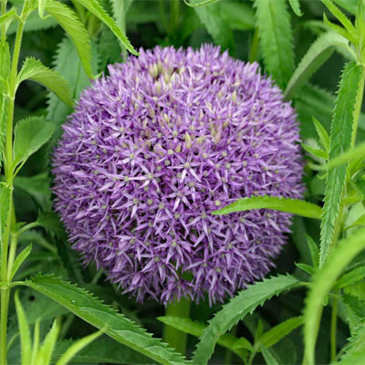 Kugelblüte einer Zwiebelpflanze
