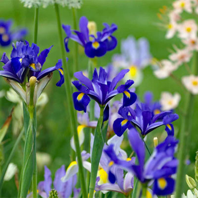 Blaue Lilien