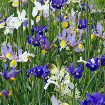Lilien in der Wiese