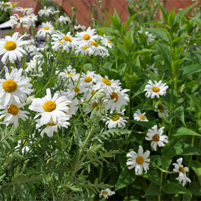 Margeriten