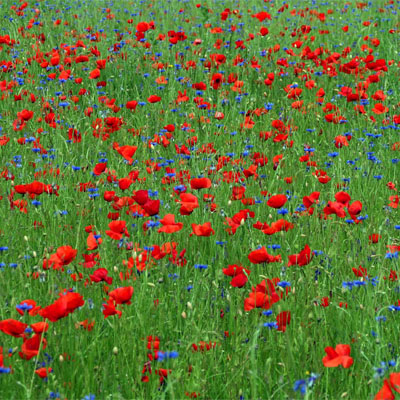 Mohn-Blumenwiese