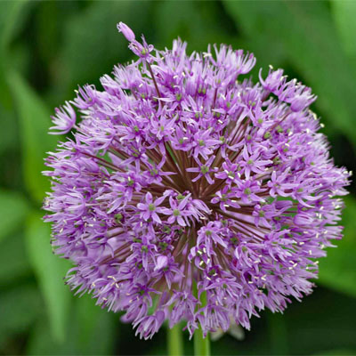 Kugelblüte einer Zwiebelpflanze