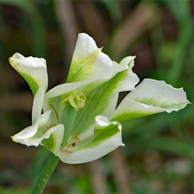 unbekannte Blume
