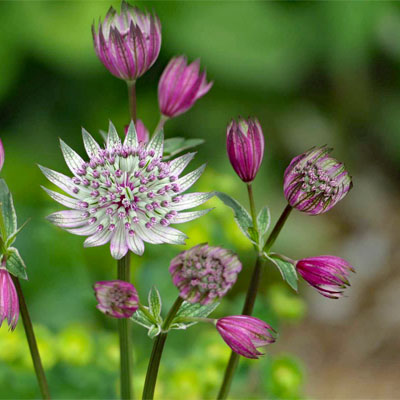 unbekannte Blume