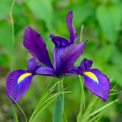 Blaue Lilie