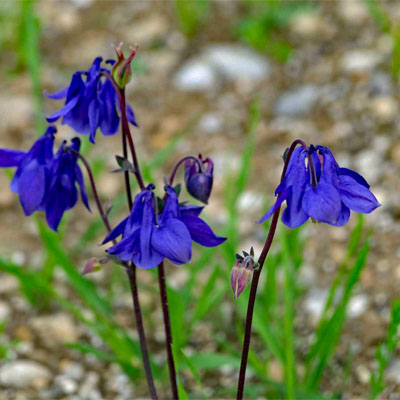 Blaue Akeleien