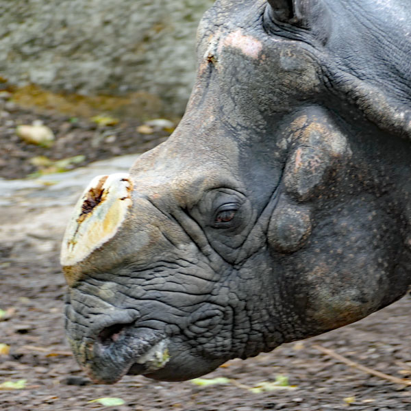 Nashorn ohne Horn