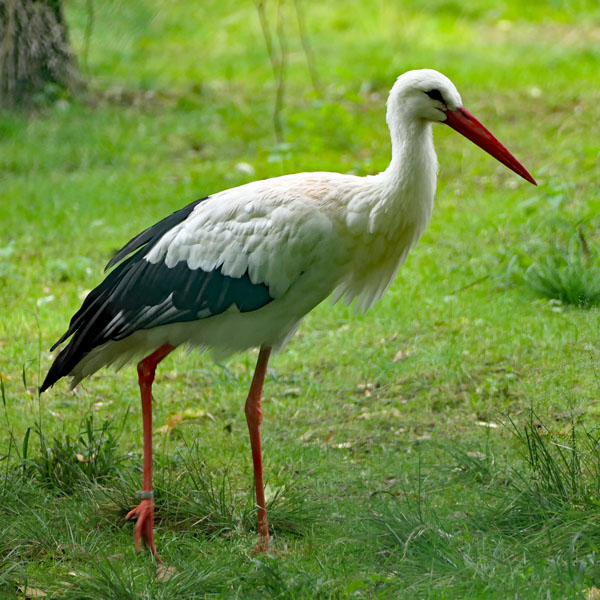 Storch