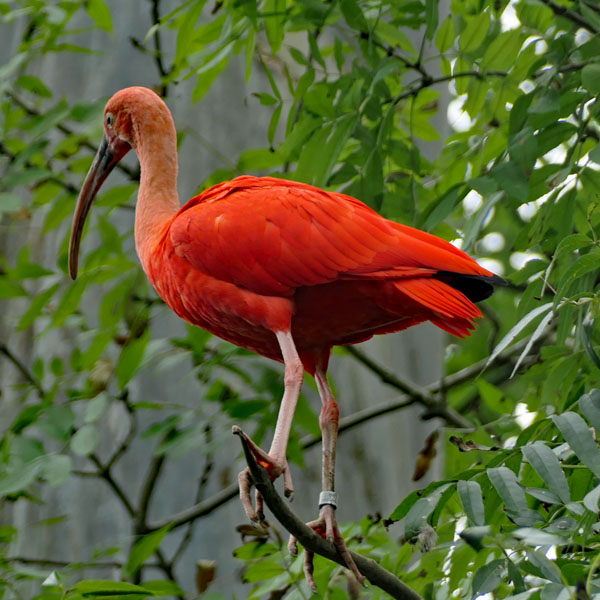 Roter Vogel